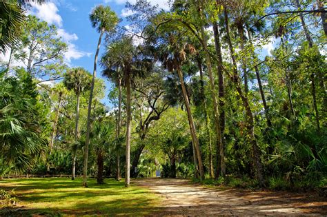 Florida national forest - The Ocala National Forest is Florida's top destination for backpacking, thanks to nearly 100 miles of the Florida Trail, our National Scenic Trail in Florida, entering the forest from three different directions. The St. Francis Trail offers an overnight backpacking experience on a …